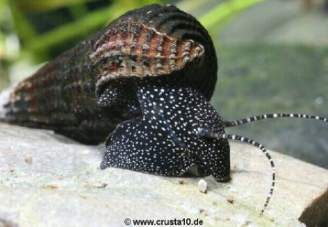 Tylomelania Patriarchalis 4-6
