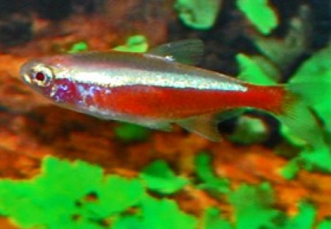 Paracheirodon Axelrodi Gold L