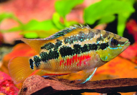 Cichlasoma/Nandopsis Salvini 6,5-8
