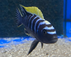 Cynotilapia Afra Ndonga 5,5-7