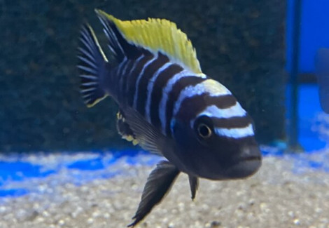 Cynotilapia Afra Ndonga 5,5-7