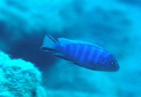 Pseudotropheus Burrower 4