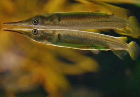 Dermogenys Pusilla L