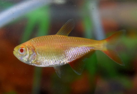 Hyphessobrycon Anisitsi Albino M