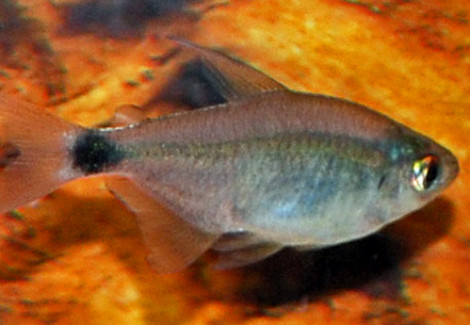 Hyphessobrycon Heliacus S/M