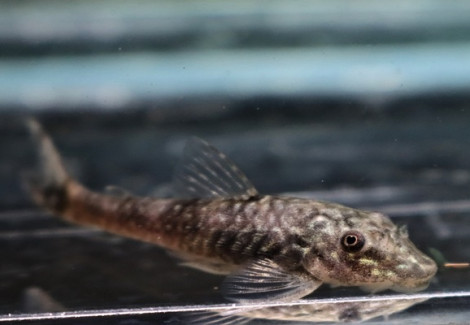 Parotocinclus Bahiensis M