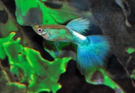 Guppy Blue Diamond M