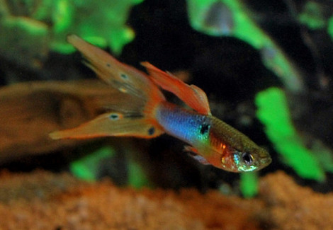 Guppy Japan Blue Double Sword Maschio M
