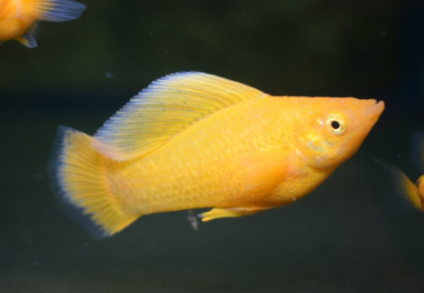 Poecilia Velifera Orange L
