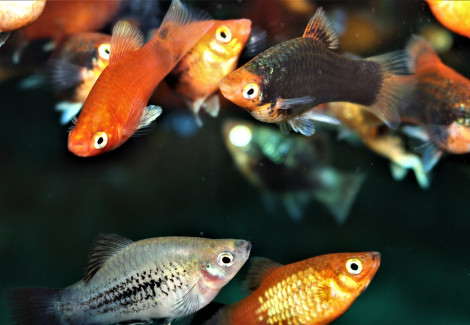 Platy Coral Mix M