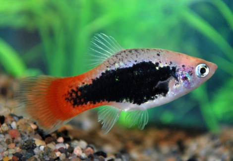Platy Tuxedo Vhite Red Tail M