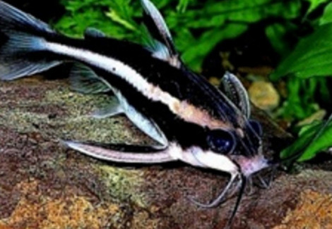 Platydoras Armatulus M