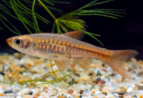 Rasbora Vulcanus M