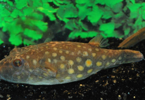 Tetraodon Abei M/L