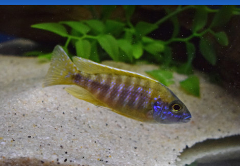 Aulonocara Baenschi Benga M/L