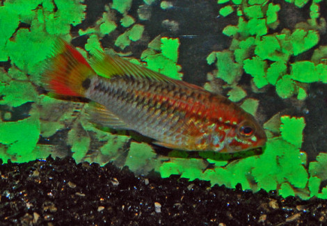 Apistogramma Macm. Red Mask Solo Maschi L
