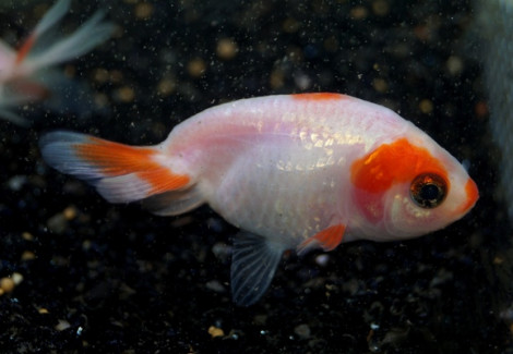Car. Aur. Ranchu Sakura 10/12