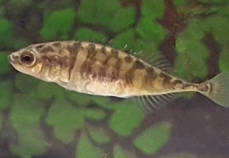 Pungitius Pungitius 4/6