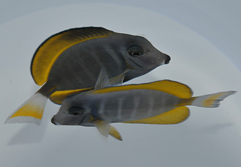 Acanthurus Leucosternon X Nigricans (Hybrid) Ml