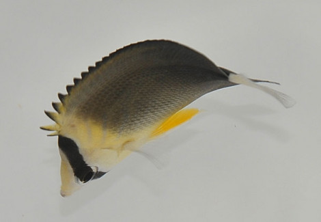Chaetodon Blackburnii M
