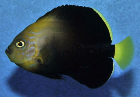 Chaetodontoplus Cephalareticulatus M