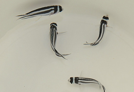 Genicanthus Bellus (Femmina) M
