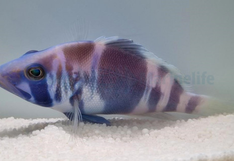 Hypoplectrus Indigo M