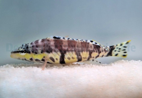 Serranus Tigrinus - Allevato Europa M