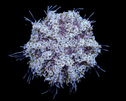 Toxopneustes Pileolus S