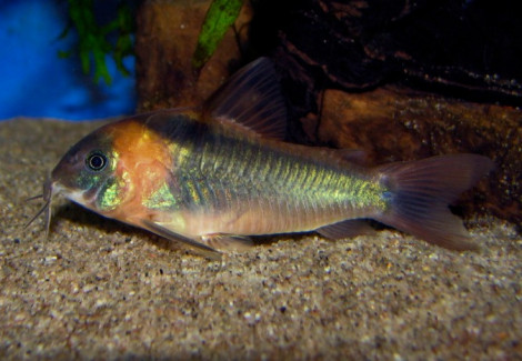 Corydoras Eques M