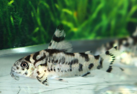 Corydoras (Hoplisoma) Sp. Cw111 S/M