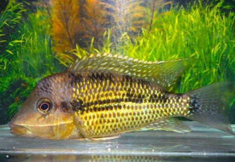 Geophagus Sp. Alto Sinu M