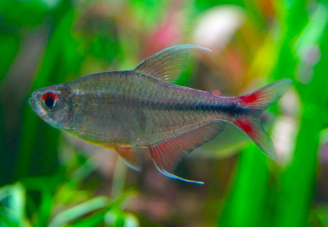 Hemigrammus Filamentosus M
