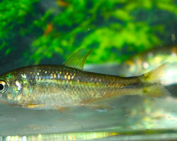 Hyphessobrycon Uasio M