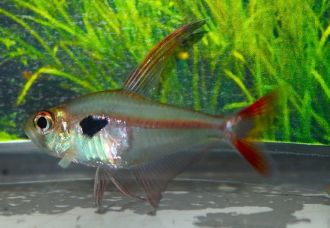 Hyphessobrycon Dorsalis M