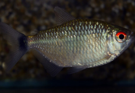 Moenkhausia Oligolepis L