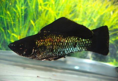 Poecilia Sphenops Electric Blue M