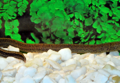 Synbranchus Marmoratus S