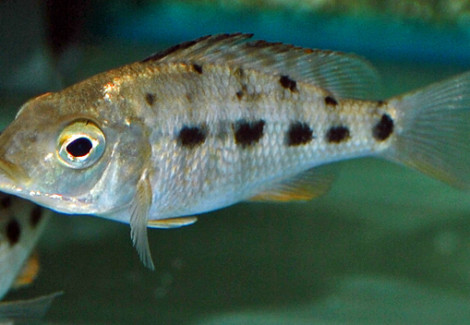 Fossorochromis Rostratus S