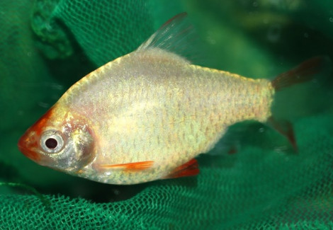 Puntigrus Tetrazona Platinum  S