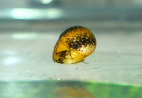 Clithon Sowerbianum "Yellow Fancy" S