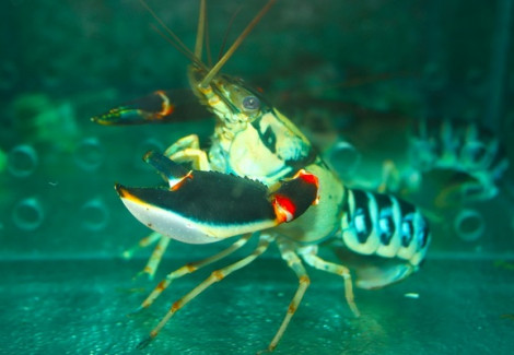 Cherax Nigli M