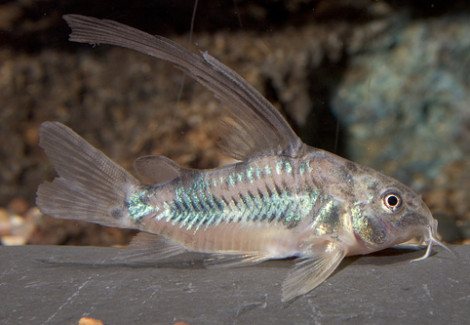 Corydoras Paleatus Pinne Velo L