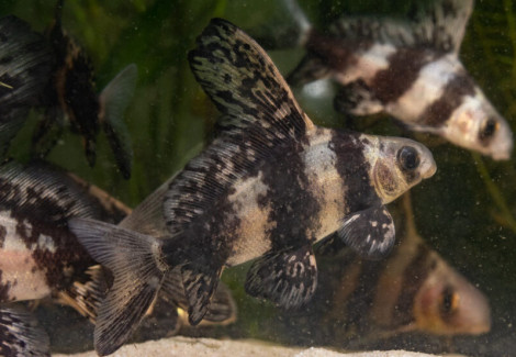 Myxocyprinus Asiaticus Asiaticus M