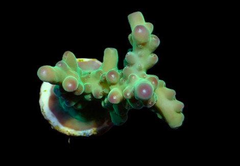 Acropora Granulosa (Frag) M