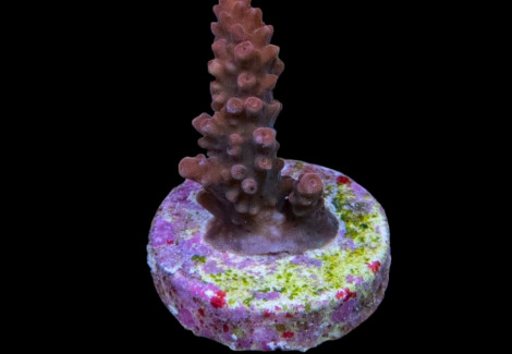 Acropora Latistella (Frag) M