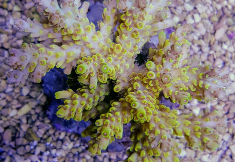 Acropora Latistella Ml