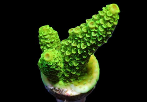 Acropora Papillare (Frag) M