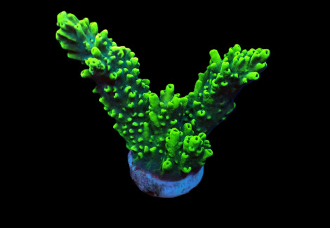 Acropora Robusta (Frag) M