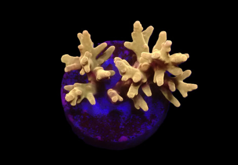 Acropora Spp. (Djm Signature) (Frag) M
